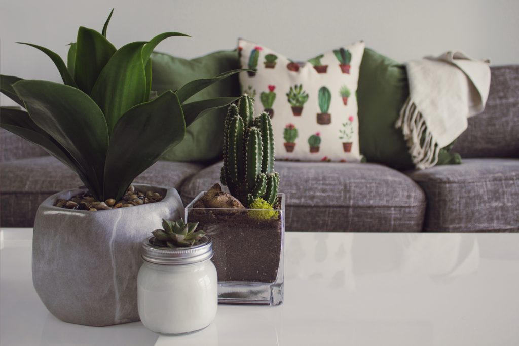 This grey couch with cactus accessories is a great example of how to use grey in decorating in 2020. 